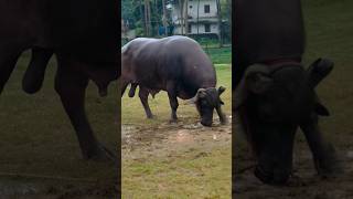 Kerala Buffalo bull keralabuffalopothpoottkalapootkalakalapoot pothu valarthalbull big Buffalo [upl. by Elyr]