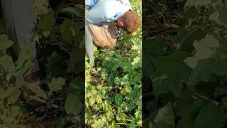 harvests Eggplant Grow farming gardening shorts Amazing Agriculture Work agriculture [upl. by Darom972]