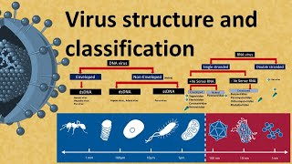 Virus structure and Classification  DNA and RNA virus [upl. by Aneri]