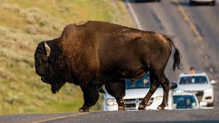 Bison Traffic Jam Yellowstone Tourists Get Stuck in Epic Encounter [upl. by Ajay]