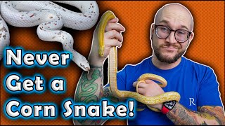 I REFUSE To Get A Corn Snake and YOU Shouldnt Either Heres Why [upl. by Ondrej]