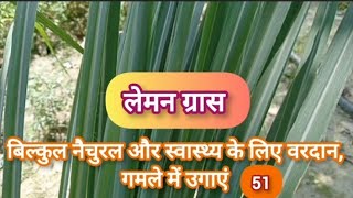 LEMON GRASS SECRET लेमन ग्रास उगाएं जानें सीक्रेटlemongrasspotgardeningaromaticplants [upl. by Merna]