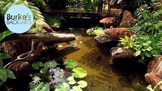 Burkes Backyard Water Garden In The Tropics [upl. by Pasco]