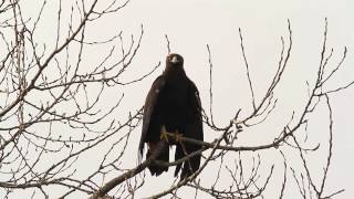 Golden eagle visiting Delta BC [upl. by Robertson201]