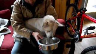 Rescue of a Dog with its Head Stuck in a Container [upl. by Gemma991]