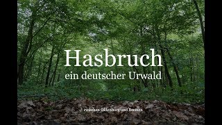 Hasbruch  ein deutscher Urwald zwischen Oldenburg und Bremen [upl. by Nnylg]