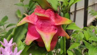 𝘚𝘦𝘭𝘦𝘯𝘪𝘤𝘦𝘳𝘦𝘶𝘴 𝘴𝘱  Family Cactaceae  Dragonfruit  Pitahaya Dragonfruits from our Garden [upl. by Stefa]