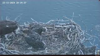 Port Lincoln Osprey 22112024 2025 [upl. by Yenoh647]