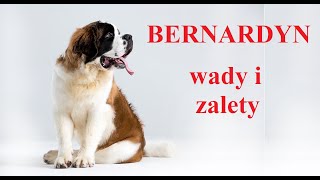 BERNARDYN  Wady i Zalety [upl. by Huebner580]