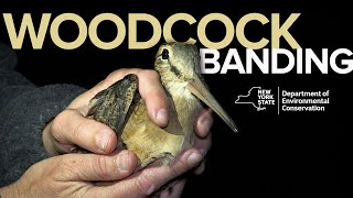 Woodcock Banding for Research amp Management [upl. by Naejeillib]