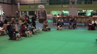 Dandies at Crufts 2009  Limit Bitch [upl. by Atinav425]