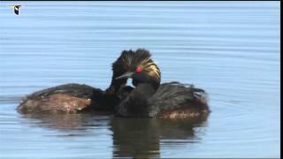 Eared Grebe chicks get a ride from one parent and are fed by the other [upl. by Elbag]