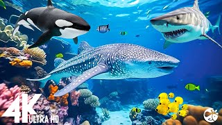 Aquarium 4K VIDEO ULTRA HD  Beautiful Coral Reef Fish  Sleep Relaxing Meditation Music [upl. by Safir]