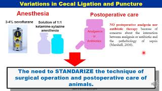 Cecal ligation and Puncture CLP Model Indirect model of Acute lung Injury [upl. by Christiano]