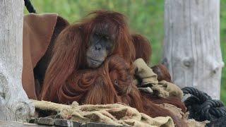 Sumatraanse orangoetans  Orangoetans de Sumatra  Sumatran orangutans  Monde Sauvage Aywaille [upl. by Aerdnaz68]