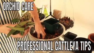 Repotting Potting Up and Transplanting Cattleya Orchids  A StepbyStep Tutorial [upl. by Jovitta]