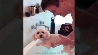 Grant Gustin Tries To Bathe His Dog [upl. by Ybocaj]