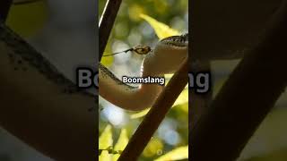 Top fact about boomslang short viralshort animallover boomslang [upl. by Lemuela]