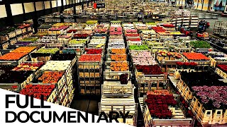 Billion Dollar Flower Market  ENDEVR Documentary [upl. by Wiggins]