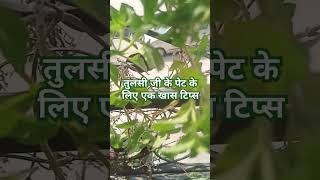 तुलसी जी को घना कैसे बनाएंtrendingplant [upl. by Ah756]