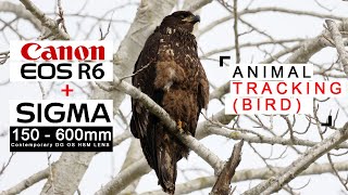 SIGMA 150600mm CANON R6  Wildlife Animal Tracking Review  2022  Pros and Cons [upl. by Ramsdell]