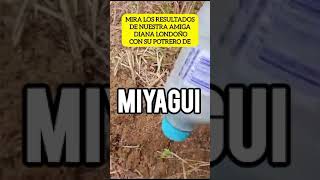 Pasto MIYAGUI testimonio en COLOMBIA ganaderiacolombiana ganaderoscolombia [upl. by Anahir]