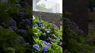 Hydrangea garden amp tea plantationsjeju korea macrophylla hydrangea шортс гортензія hortensia [upl. by Jenni510]