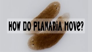 How Do Planaria Move [upl. by Clarissa748]