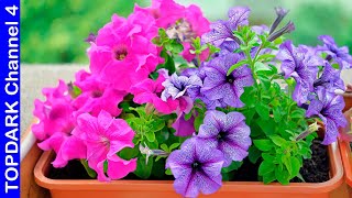 14 Plantas de Flores Ideales para Cultivar a Pleno Sol [upl. by Anattar]