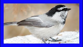 Mountain Chickadee Singing Mountain Chickadee Calling  Carbonero Montañés Canto Poecile Gambeli [upl. by Stormi]