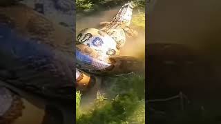 Giant Anaconda Vs Crocodile🐍🐊 viral reptiles snake shorts [upl. by Nywroc741]