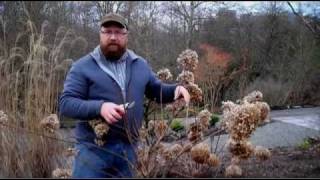 Gardening tips Pruning Hydrangea Paniculata [upl. by Yedsnil132]