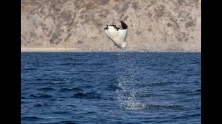 Mobula Rays in Baja California Mexico [upl. by Lodmilla56]