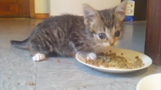 The first time I fed BABY BUB [upl. by Nissensohn768]