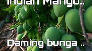 Indian mango daming bunga at bulaklak [upl. by Porty]