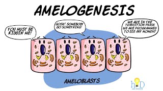 Amelogenesis  HackDentistry [upl. by Ahsot434]