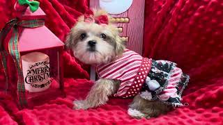 Pumpkin F Morkie video 111924 [upl. by Sine]