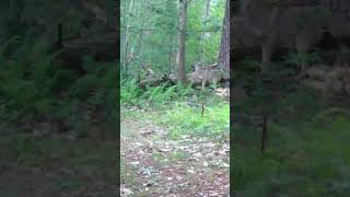 Coyote Pounces at Deer and Racoons [upl. by Oralla270]