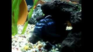 JOHANNI CICHLIDS male amp female HD [upl. by Hopper]