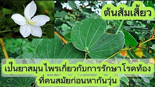 ส้มเสี้ยวแดงโคคังโคเสี้ยงคังโคป้าม สาระเรื่องพืช ชื่อวิทยาศาสตร์ Bauhinia malabarica [upl. by Na]