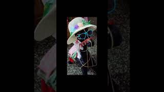 Cute decorated horse art handmadecreation youtubeshorts [upl. by Pressey]