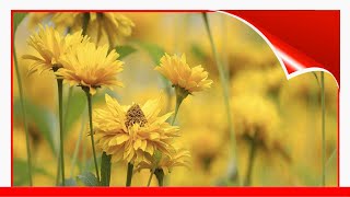 Choosing A Coreopsis For Your Garden 🧧 [upl. by Root]