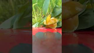 Kamranga fruit chat  Star Fruit tasty Chatpata  Easy to make at Home starfruit recipe shorts [upl. by Sontag]