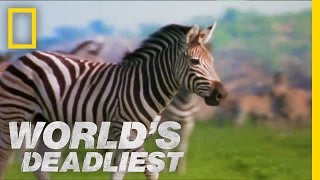 Zebra vs Zebra  Worlds Deadliest [upl. by Bottali]