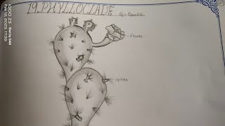 Drawing PHYLLOCLADEOPUNTIA in easy steps TheLefthandedArtist phylloclade opuntia inter [upl. by Pedersen329]