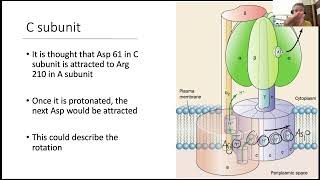 Oxidative Phosporylation 2 [upl. by Tocs]