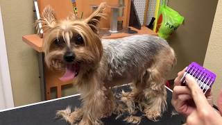 How to groom a matted Yorkie Jojo [upl. by Efren682]