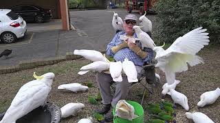 Flock me Cheeky wild cockatoos get a feed [upl. by Llenrrad]