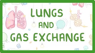 GCSE Biology  Gas Exchange and Lungs 26 [upl. by Ahsekal459]