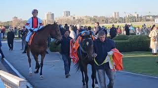 Gran Premio Estrellas Distaff G1 2024 Ganador Hawaiian Love F Goncalvez previa y final [upl. by Fay684]